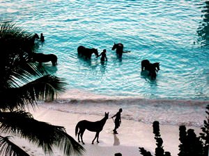 Barbados - horses