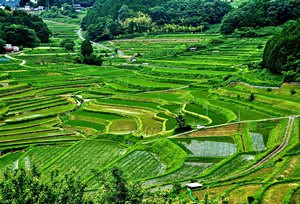 Tanada (Rice Field)