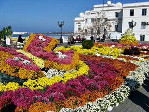 Chrysanthemums. Sevastopol.