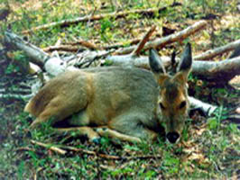 Roe-deer
