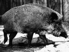 Wild boar