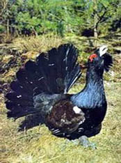 wood-grouse