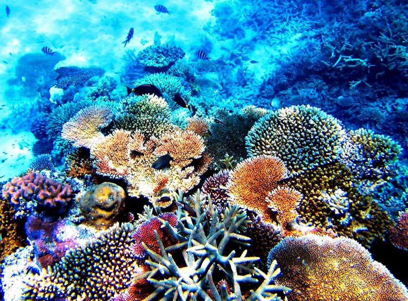 Great Barrier Reef Plants