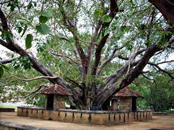 Bodhi Tree, India