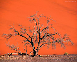 Мертвая долина , Dead Vlei, Намибия