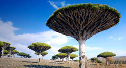 Ejderha Ağacı, Yemen