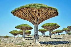 Драконовы деревья, Йемен