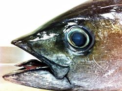 Eye of Tuna in Naha Restaurants, Japan
