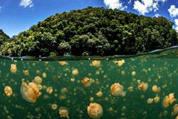 Озеро Медуз, Palau
