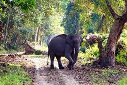 Национальный парк Казиранга, Индия
