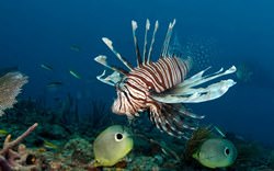 Остров Кей Ларго, Куба