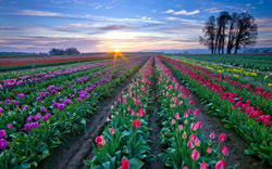 Campos de Tulipanes Lisse, Países Bajos