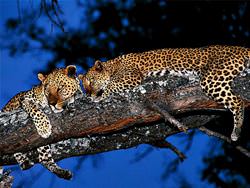 Национальный парк Мана-Пулс, Зимбабве