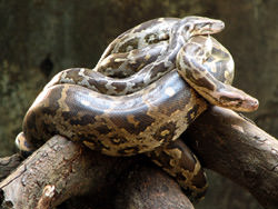 Granja de Reptiles de Maryland, Estados Unidos