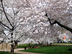 Фестиваль цветения сакуры в Вашингтоне , National Cherry Blossom Festival, США