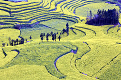 Luoping'taki kolza tarlaları, Çin