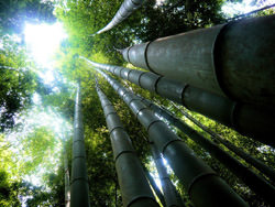 Sagano Bamboo Grove, Japonya