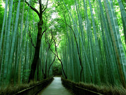 Бамбуковая роща Сагано, Япония
