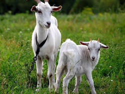 Ферма по разведению коз с геном паука, США