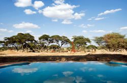 Бассейн в кемпинге Sanctuary Swala, Танзания