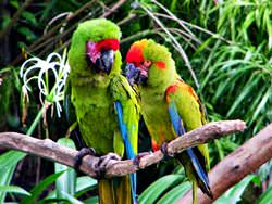 Parque de aves de Jurong