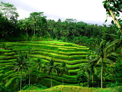 Рисовые террасы Тегаллаланг, Индонезия