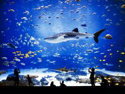 Das Georgia Aquarium, Vereinigte Staaten