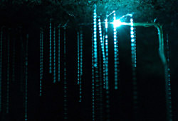 Waitomo Glowworm Cuevas, Nueva Zelanda