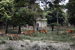 Ферма медведей и тигров «Ксенгсен», Китай