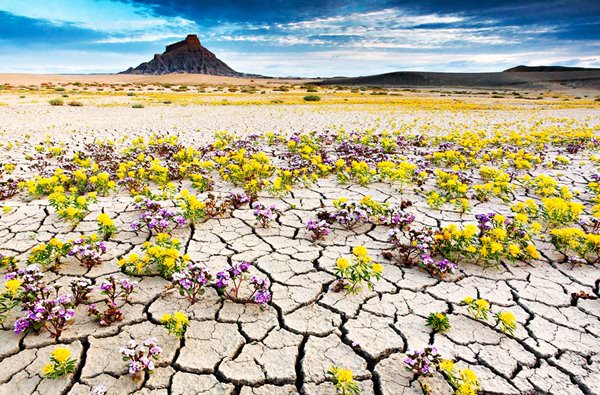 Desierto de Anza-Borrego, Estados Unidos