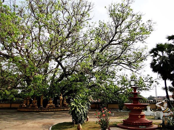 Дерево Бодхи, Индия