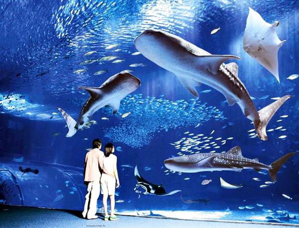 Okinawa-Churaumi-Aquarium, Japan