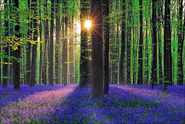 Blauer Wald Hallerbos, Belgien