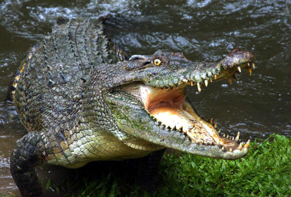 Hartley Krokodilfarm, Australien