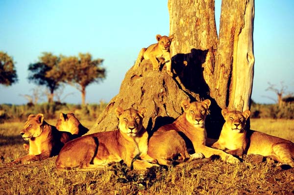 Kavango-Zambezi grenzübergreifendes Naturschutzgebiet, Angola - Botswana - Sambia - Simbabwe - Namibia