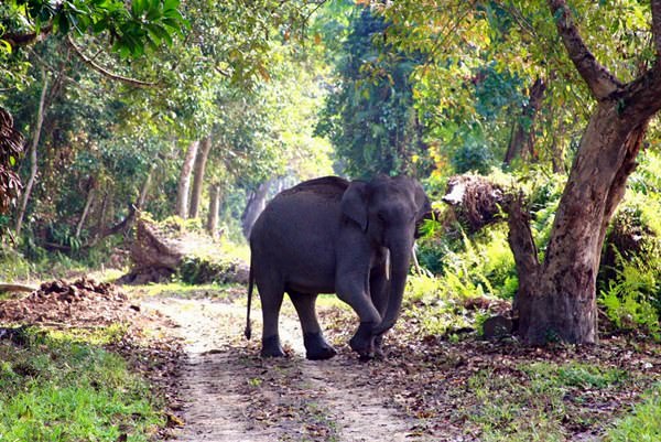 Национальный парк Казиранга, Индия