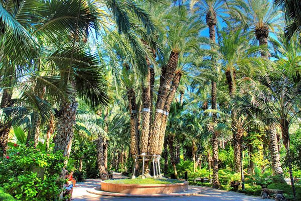 Palmeral of Elche, Spain