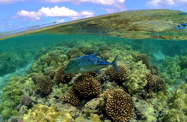 Papahanaumokuakea Naturschutzgebiet, Vereinigte Staaten