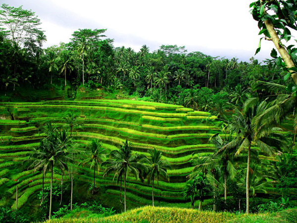 Tegallalang Rice Terraces, Indonesia