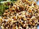 7 out of 15 - Eskamoles Ant Eggs in Mexico Restaurants, Mexico