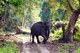 2 из 15 - Национальный парк Казиранга, Индия