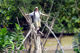 6  de cada 13 - Puentes de Monos, Vietnam