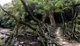 9 out of 13 - Root Bridges, India