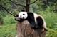 11 out of 15 - Sichuan Giant Panda Sanctuaries, China