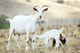 2 из 10 - Ферма по разведению коз с геном паука, США
