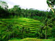 2 out of 15 - Tegallalang Rice Terraces, Indonesia