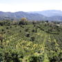 Hotel Finca Lerida Coffee Plantation and Boutique Hotel