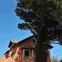 The House of the She-Pine-Tree