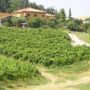 Agriturismo Gaggioli Borgo Delle Vigne