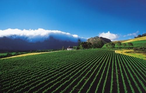 Hotel Mont Rochelle Hotel & Mountain Vineyards